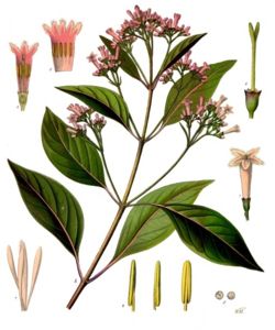 Quinina, ingrediente de la tónica usada en los Gin Tonics